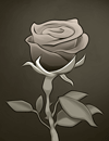A black and white image of a rose.