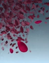 Falling rose petals.