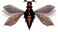 A bee.