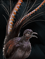 An Untrained Lyrebird.