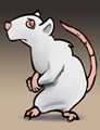 An albino rat. Poor thing.