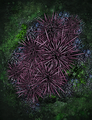 Thumbnail for version as of 21:26, 25 August 2020