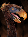 A Full-Grown Terror Bird.
