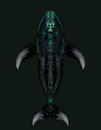 A Midnight Whale.