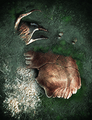 A deceased Angler Crab.