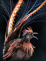 An Operatic Lyrebird.