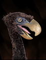 A Young Terror Bird.