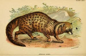 Lydekker civet.JPG