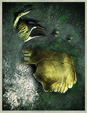 Deceased Auroral Crab